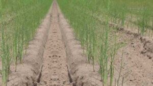 aspergeseizoen Nederland