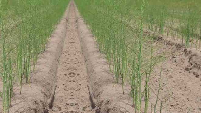 aspergeseizoen Nederland